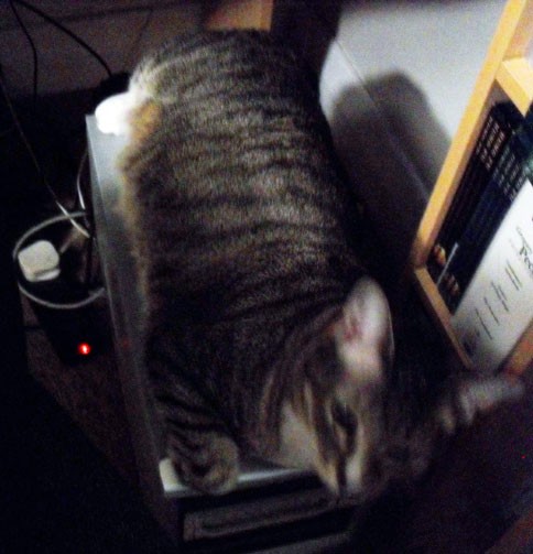 Matilda back in her favourite place