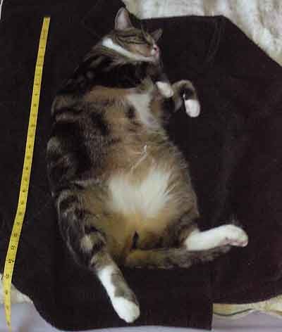 Not a small kitty...