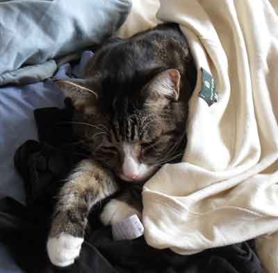 Stephen asleep on a pile of washing