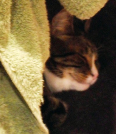 A smiling tabby cat
