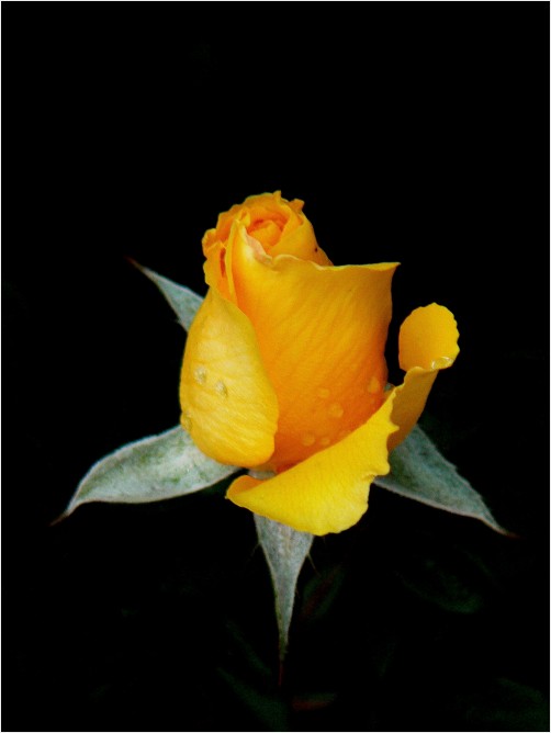 Yellow Rose Bud
