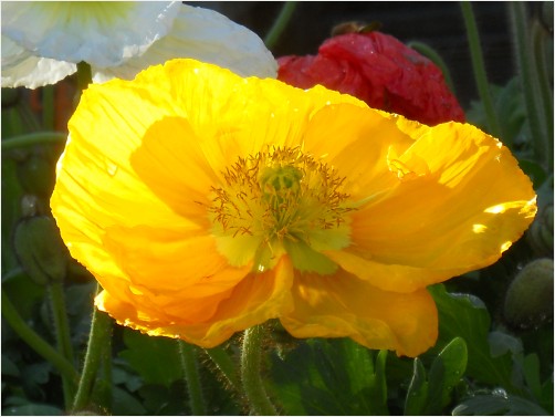 Yellow Poppy Flower