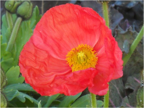 Pink Poppy