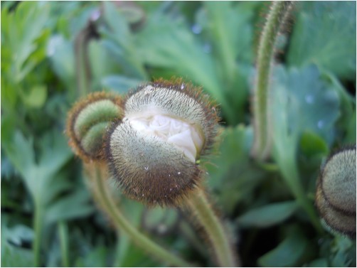 peaking open