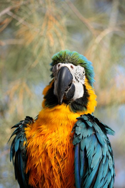 Huge Bird