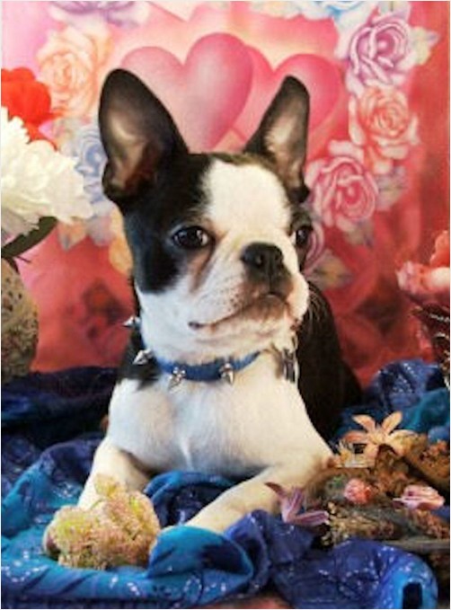 WINSTON  America's Next Top Model!!