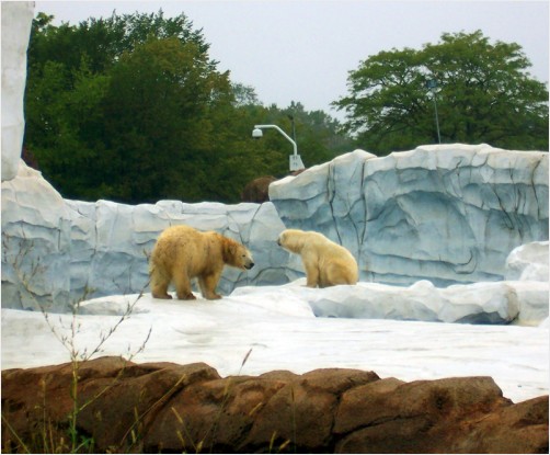 Polar Bears of Detroit, Michigan
